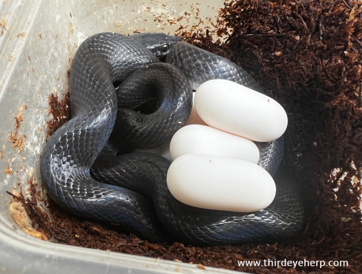 African House Snake